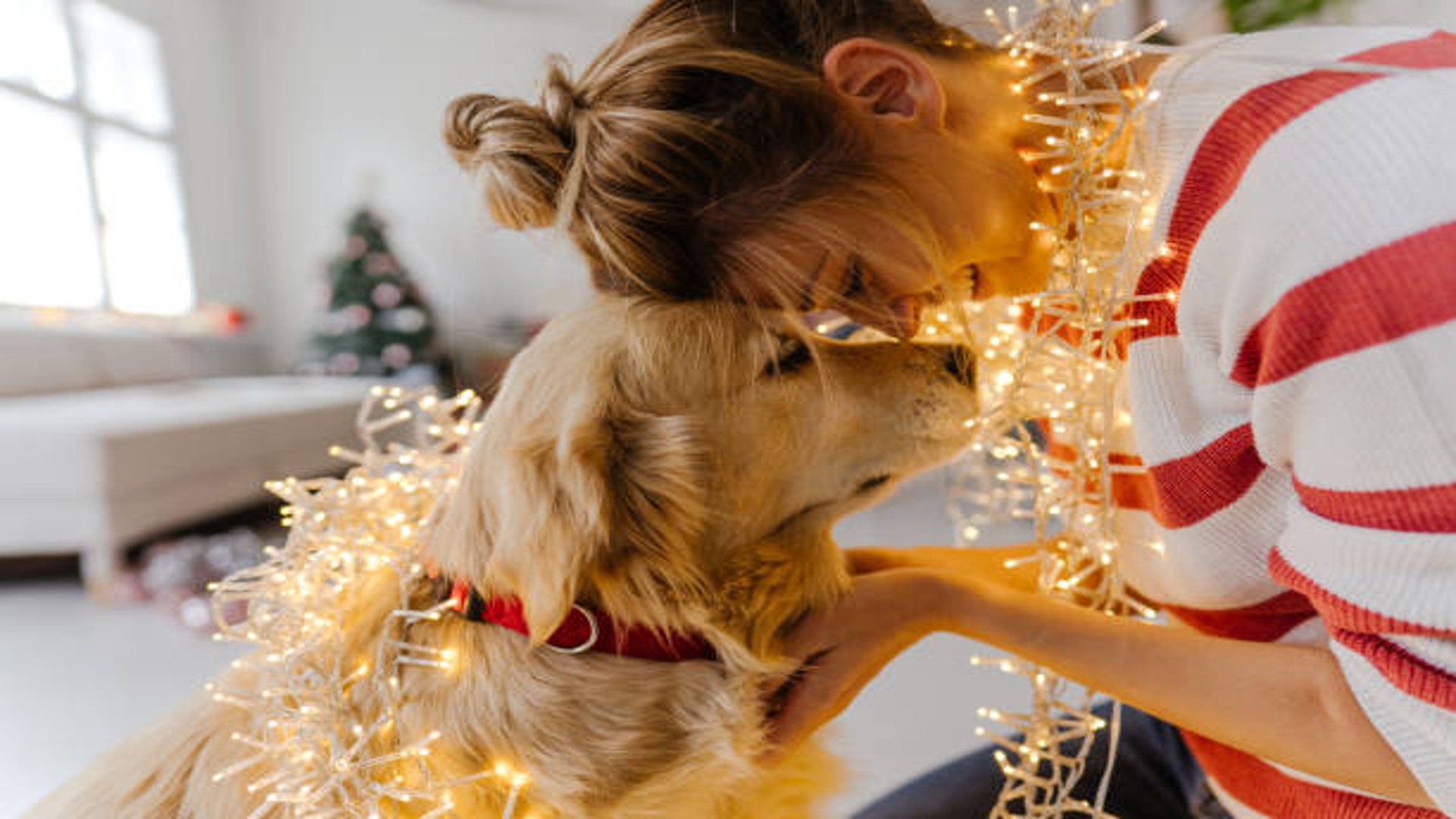 Sorprese di Natale per cani e gatti: coccole che fanno bene