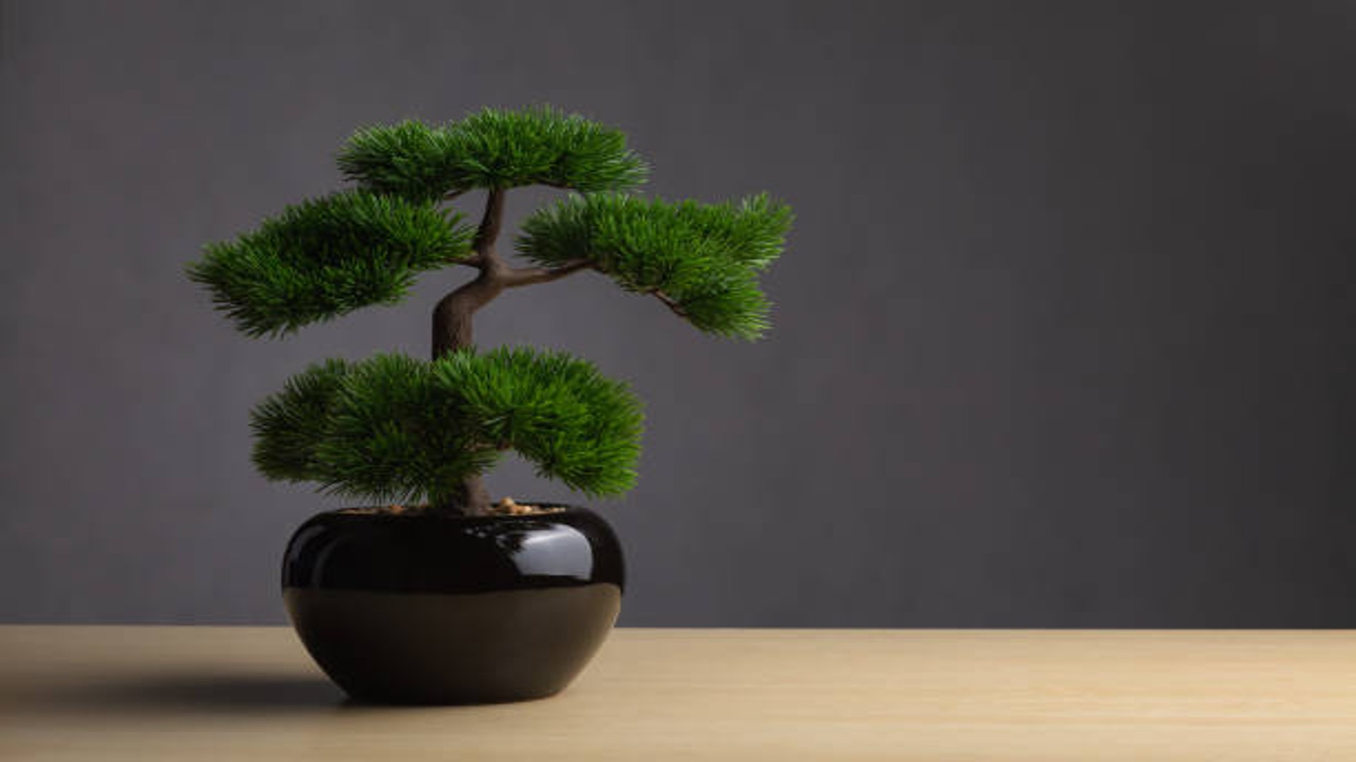 Bonsai, il regalo originale che conquista il cuore e la natura